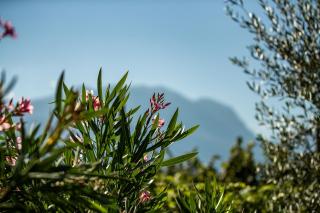 Agriturismo Casa di Campagna - Riva del Garda - 3