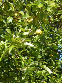 10mm a pied des plages, appartement olympe climatisé - 1