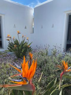Kirki Rooms & Studios on the Hill - Parikia - 3