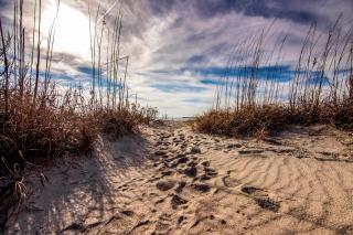 Davis - Edisto Beach - 1