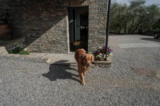 B&B il Pianolo - Perinaldo - 1
