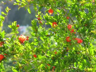 Fiori di Arancio - Città di Lipari - 2