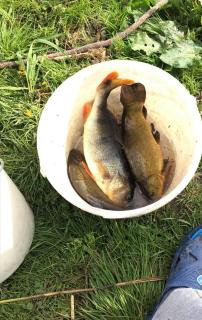 Zacisze przy lesie - 3