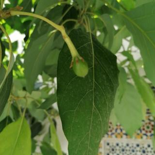 Riad Passiflora - 2