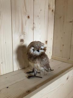 Chalet le Hibou - 2Alpes - Jacuzzi - 14 couchages - 5