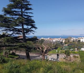 Il Platano - Piano di Sorrento - 3