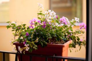 Apartamentos Caballerizas Granada con parking gratuito en pleno centro - Granada - 1