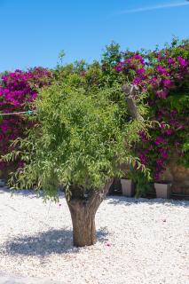 Dahlia Apartments And Studios - Aliki - 7