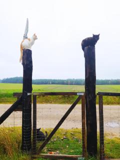 Leśna Kryjówka - Trzebciny - 1