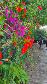 Flora Pansiyon Çıralı - Kemer - 2