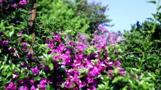Flora Pansiyon Çıralı - Kemer - 6