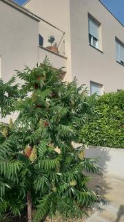 Apartment Dandelion - Brela - 8