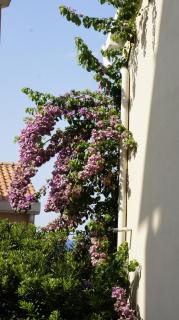 Cozy 1 bedroom flat near Petrovac beach - 1