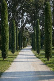 Mas des Songes - Monteux - 8