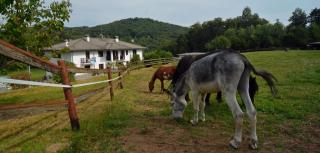 Favetto Family Ranch - Rueglio - 5