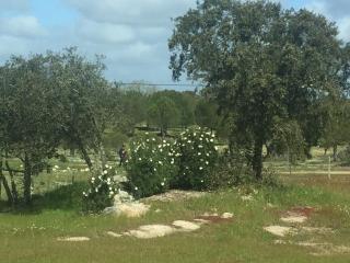Monte Azul, um oásis no Alentejo! - 6