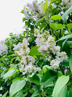 Velencei Vadregényes Vendégház - 9