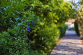 Nofey Gonen Holiday Village - Gonen - 5