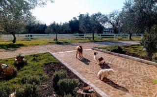 Apartments Relax Zone - Umago - 2