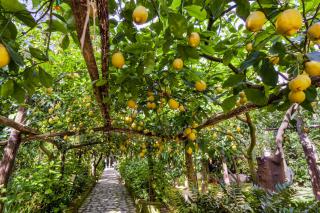 Villa Maresca B&B - Piano di Sorrento - 9