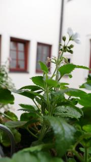 Pirna Altstadtgeflüster - 3