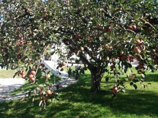 Antico Melo B&B - Vignole - 7