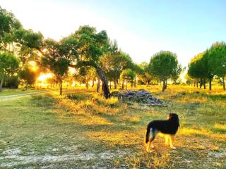 Casas Herdade do Convento da Serra - Almeirim - 1