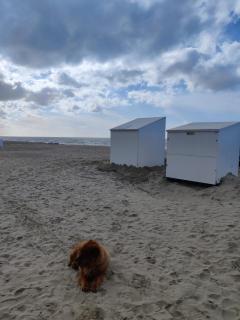 Casino Beach - Coxyde - 8