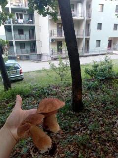 Malevilla Apartment - Vrnjačka Banja - 3