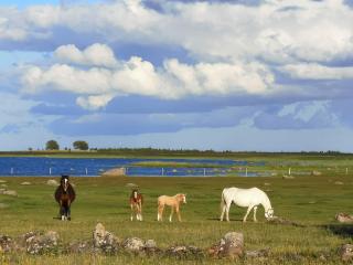 Tika Farmstay - Kõrkvere - 3