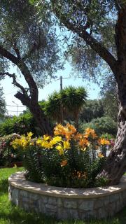 Zozefina Apartments and Studios - Parga - 4