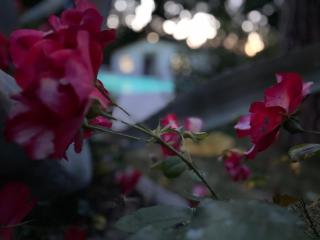B&B VILLA LUPIDI - Corridonia - 0