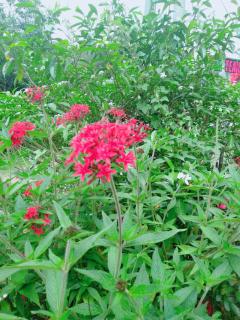 Ella Tea Land View - Ella - 6