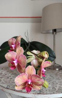 Le rondini di San Donato - 4