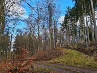 Ferienhaus Johann - Mürlenbach - 6