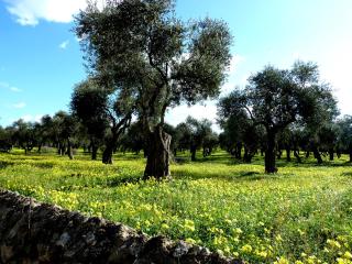 Borgo degli Ulivi - Alghero - 2