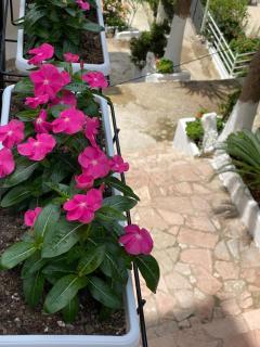 Apartamente Berti`s Garden - Saranda - 6