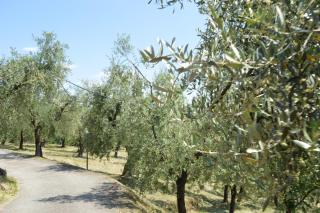 Il Podere di Tacito - Pieve a Nievole - 5