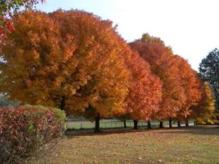 Folkestone Inn - Bryson City - 7