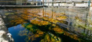 Hotel Quisisana Terme - Abano Terme - 8