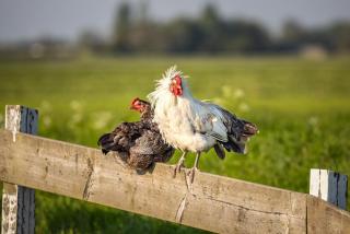 De Heerlijkheid Hensbroek - 5