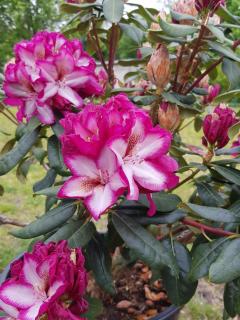 Ferienwohnungen Stricker - 7