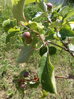 Fruskogorska Idila Apartmani - 2