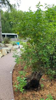 L'hetre - Saint-Sébastien-sur-Loire - 8