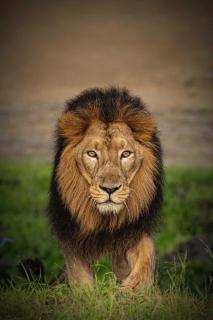 The Postcard Gir Wildlife Sanctuary - Sasan Gir - 1