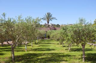 S'Hort de Son Caulelles - Adults Only - Marratxí - 9