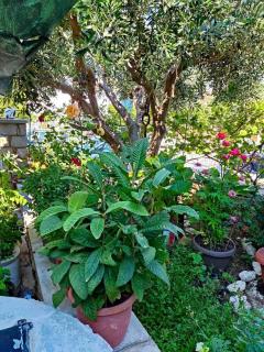 Petroula Apartments - 7