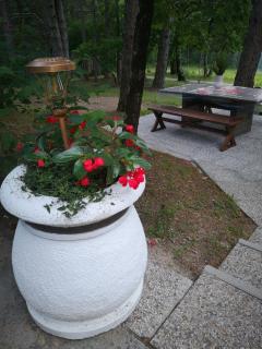 Pineta - Gračišče - 3