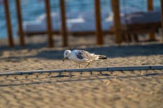 HILLS RESORT Beach, Bungalows and Bar - Velika Plaza Ulcinj - Ulcinj - 1