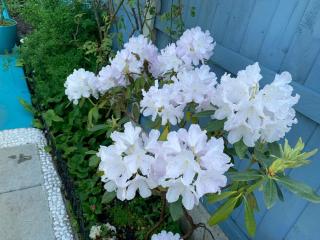 Prince Cottage - 8